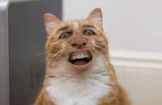 Superimposed Kitty Blogs