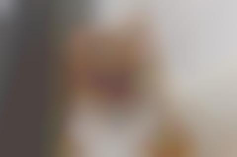 Superimposed Kitty Blogs