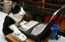 Internet Feline Competitions