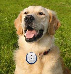 Pet's Eye View Camera