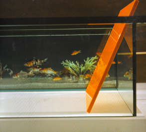 Bathtub Aquariums