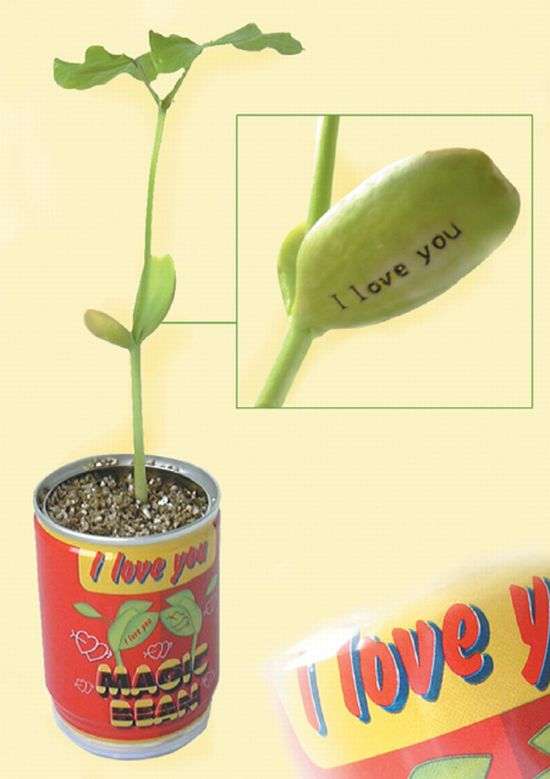 Real Magic Beanstalks