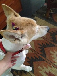 Canine Hair Extensions Image 2