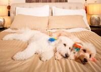 Canine Hair Extensions Image 3