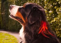 Canine Hair Extensions Image 4