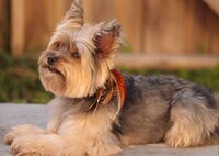 Canine Hair Extensions Image 5