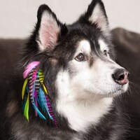 Canine Hair Extensions Image 6