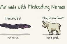 Hilarious Animal Illustrations