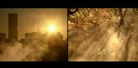 Species Interconnectivity Videos Image 4