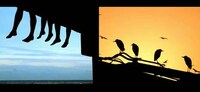 Species Interconnectivity Videos Image 5