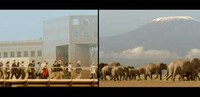 Species Interconnectivity Videos Image 6
