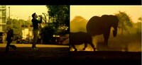 Species Interconnectivity Videos Image 8