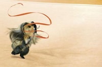 Rodent Olympic Calendars Image 3