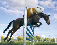 Rodent Olympic Calendars Image 4