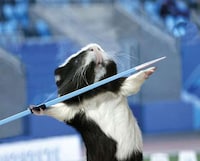 Rodent Olympic Calendars Image 5