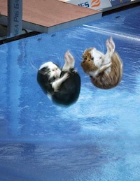 Rodent Olympic Calendars Image 6