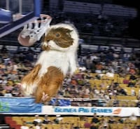 Rodent Olympic Calendars Image 7