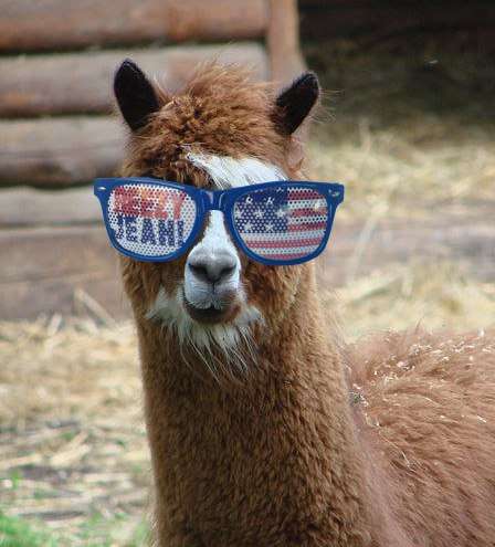 Olympic Sunglass-Wearing Animals