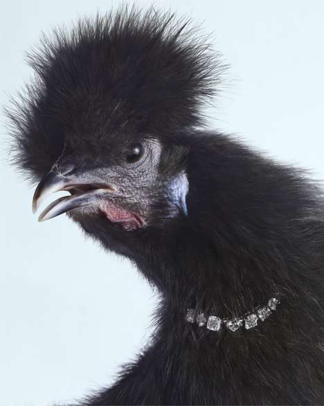 Bold Bejewelled Birds