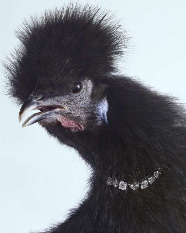 Bold Bejewelled Birds