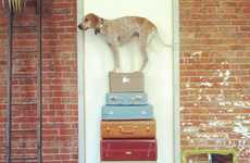 Unusual Canine Photography