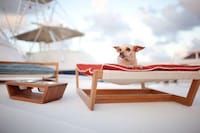 Stylish Summer Dog Beds (UPDATE) Image 2