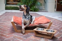 Stylish Summer Dog Beds (UPDATE) Image 3