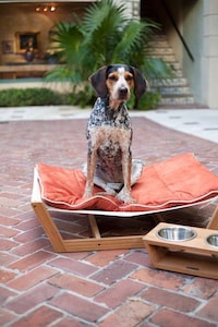 Stylish Summer Dog Beds (UPDATE) Image 4