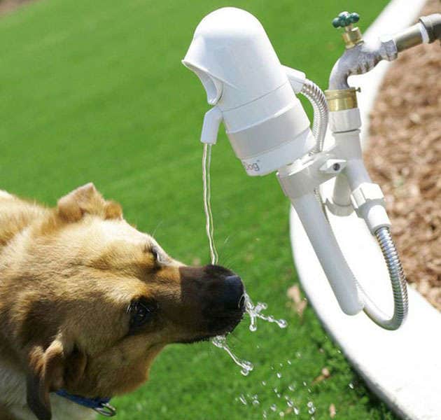 Automated Pooch Fountains