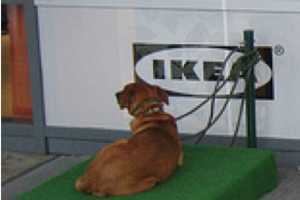 Designated Doggy Beds : IKEA Dog Parking Lot