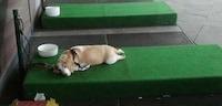 Designated Doggy Beds Image 2