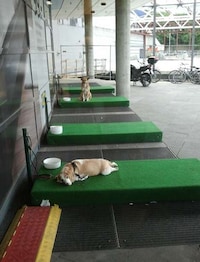 Designated Doggy Beds Image 3