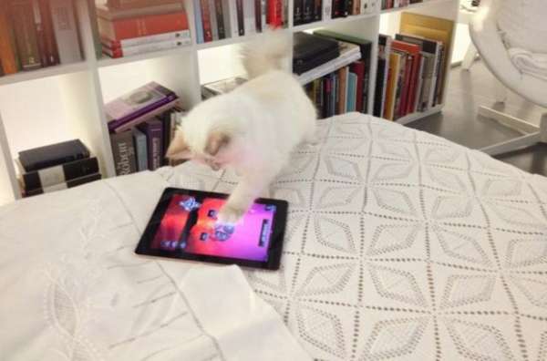 Spoiled Lifestyle Kitties