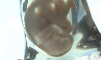 3D-Printed Fetuses Image 7