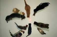 Psychedelic Animal Videos