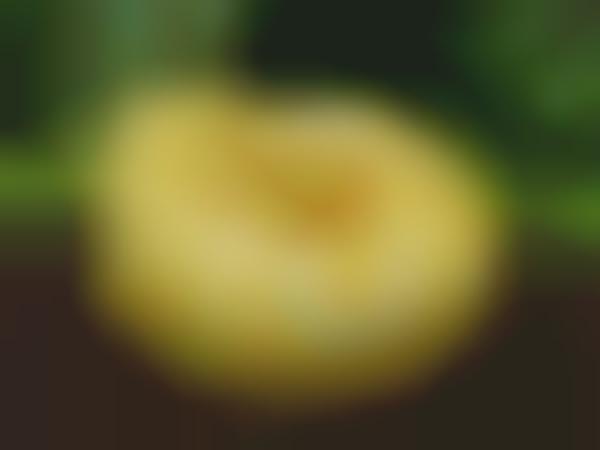 Realistic Reptilian Desserts