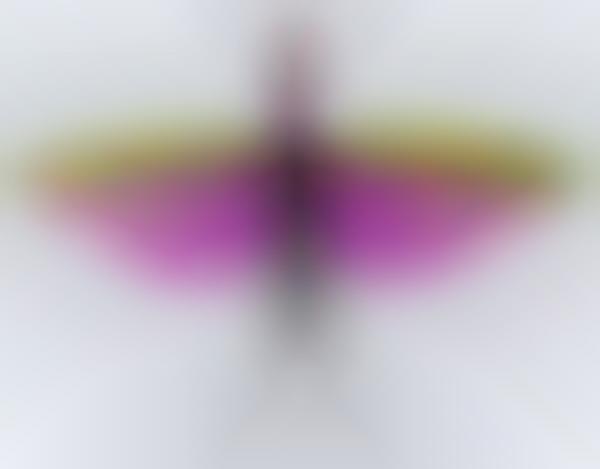 Personified Insect Photography