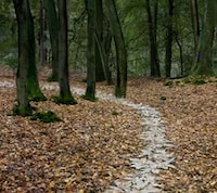 Fabricated Forest Trails Image 2