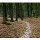 Fabricated Forest Trails Image 2