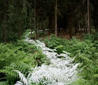 Fabricated Forest Trails Image 3