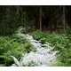 Fabricated Forest Trails Image 3
