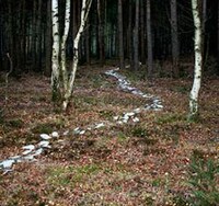 Fabricated Forest Trails Image 4