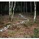 Fabricated Forest Trails Image 4