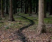 Fabricated Forest Trails Image 5