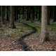 Fabricated Forest Trails Image 5