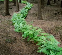 Fabricated Forest Trails Image 7