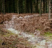 Fabricated Forest Trails Image 8