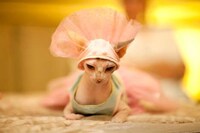Kitty Costume Catwalks (UPDATE) Image 2