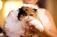 Kitty Costume Catwalks (UPDATE) Image 4
