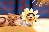 Kitty Costume Catwalks (UPDATE) Image 5
